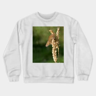 Harvest mouse on an ear of wheat Crewneck Sweatshirt